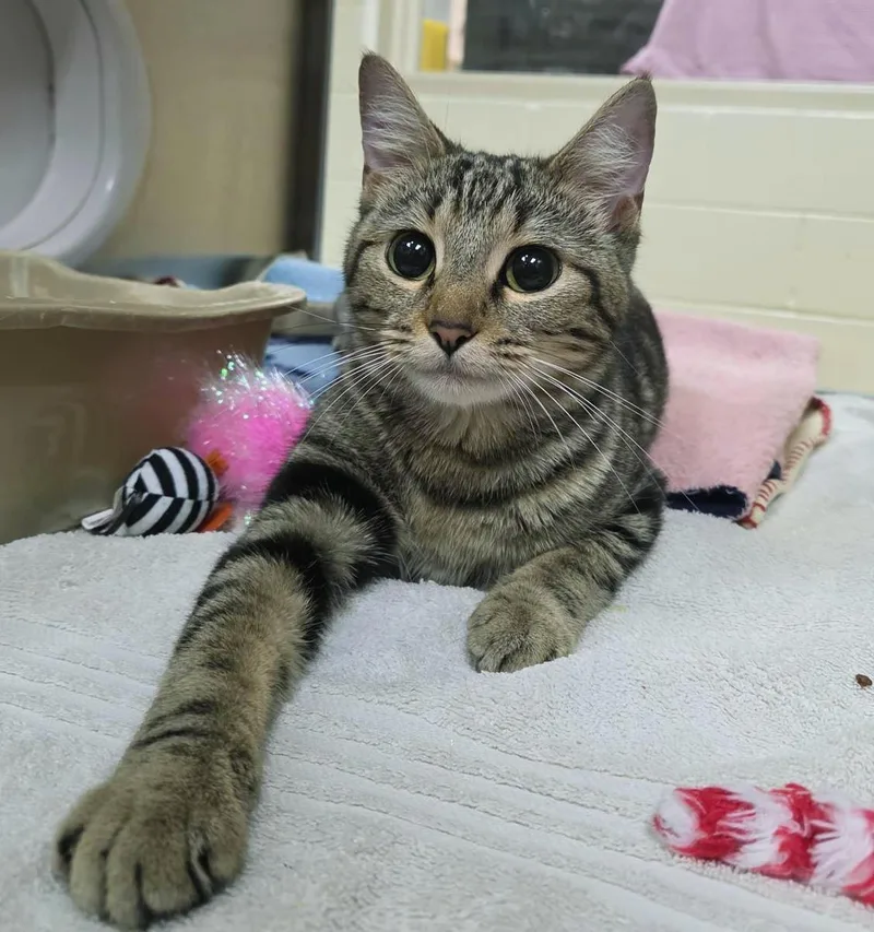 A young medium-sized female Domestic Short Hair cat named Misia for adoption in Plover, WI