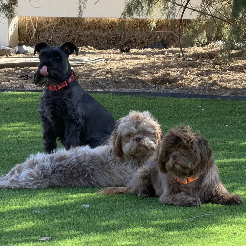 A young small-sized female Shih Tzu dog named Rosie and Rufus for adoption in Bakersfield, CA