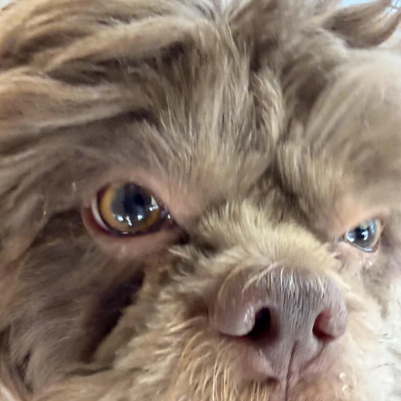 Rosie and Rufus thumbnail 2