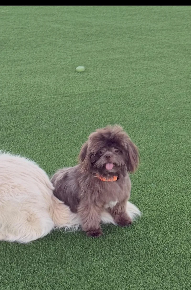 Rosie and Rufus thumbnail 3