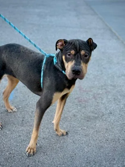 An adult small-sized male Black Shar-Pei dog named Jax for adoption in El Paso, TX