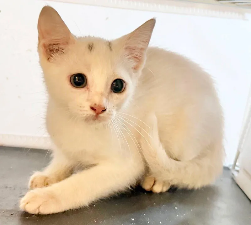 A baby medium-sized female Domestic Medium Hair cat named Prissy for adoption in Grand Bay, AL