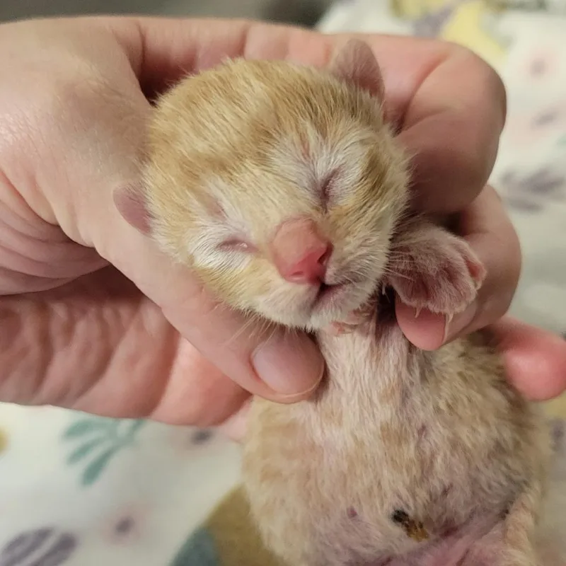 A baby small-sized male Orange / Red Domestic Short Hair cat named Hobie for adoption in Milan, IL