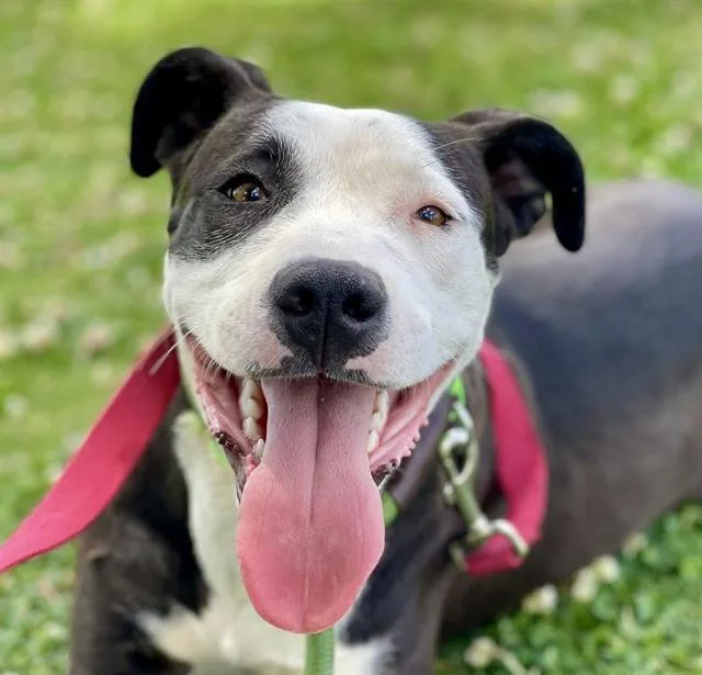 A young medium-sized female Pit Bull Terrier dog named Nova for adoption in Tucson, AZ