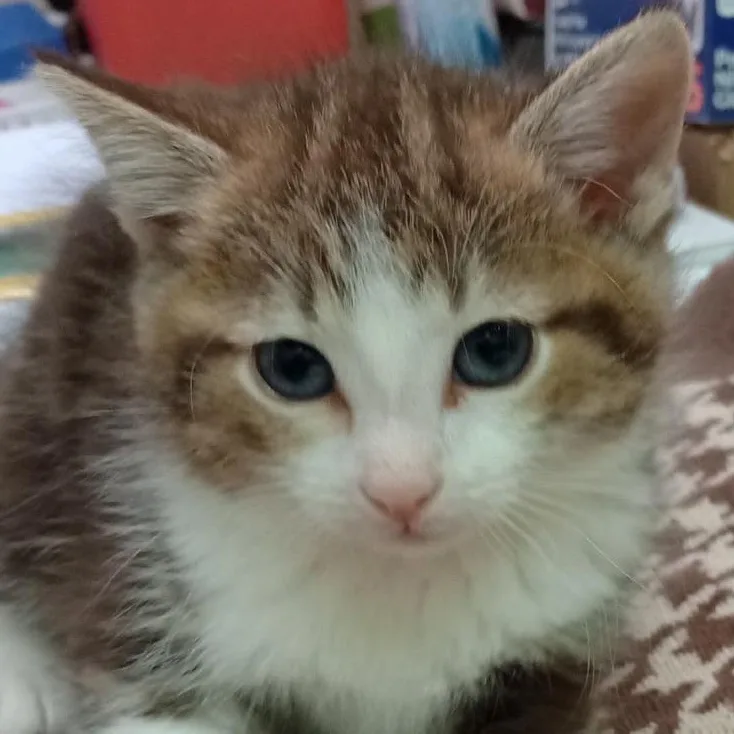 A baby small-sized male Brown / Chocolate Domestic Short Hair cat named Jasper for adoption in Grand Rapids, MN