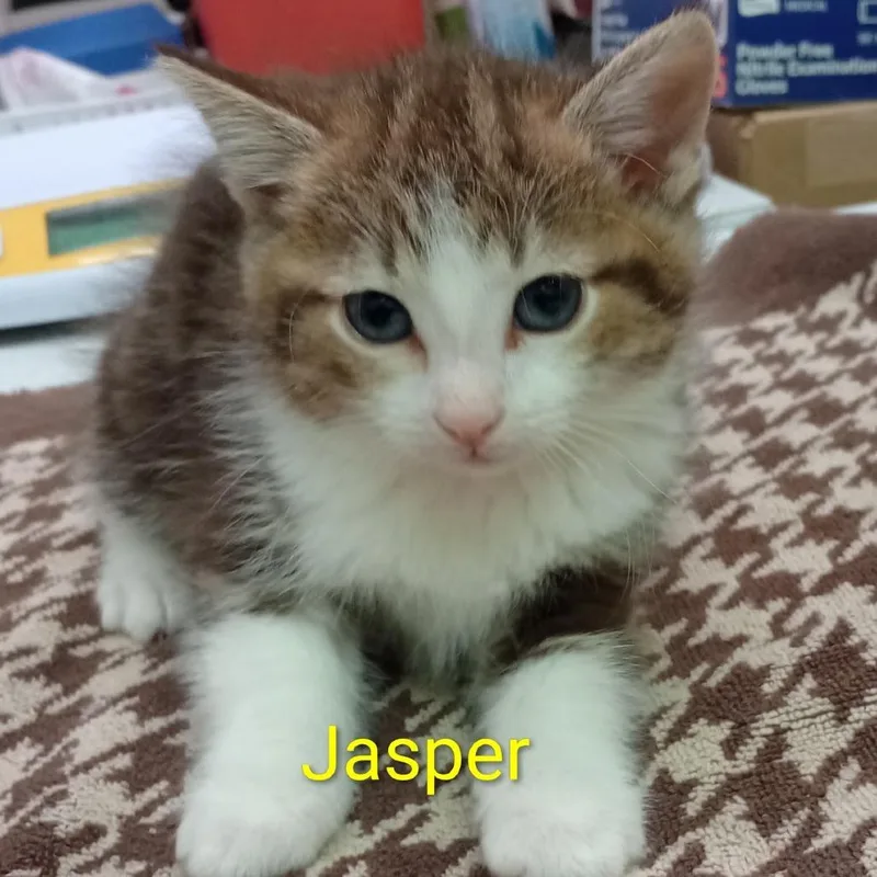 Jasper thumbnail 2