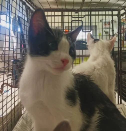 A baby small-sized male Domestic Short Hair cat named Bluey for adoption in Los Angeles, CA