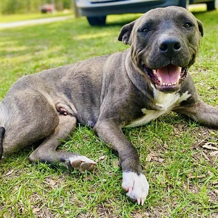 A young medium-sized female Gray / Blue / Silver American Staffordshire Terrier dog named Smokey for adoption in Houston, TX