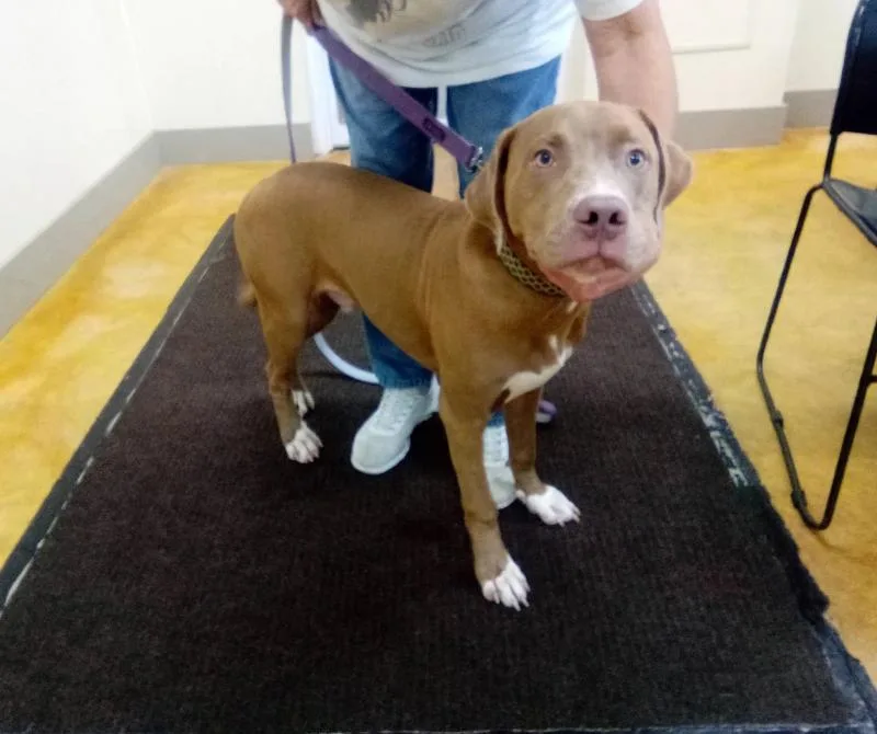 A young large-sized male American Bulldog dog named Lefty for adoption in Austin, MN