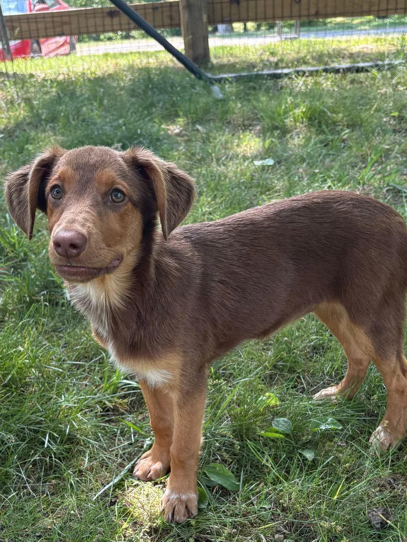 A baby large-sized female Australian Shepherd dog named Puppy Millie Vanillie for adoption in Franklin, TN