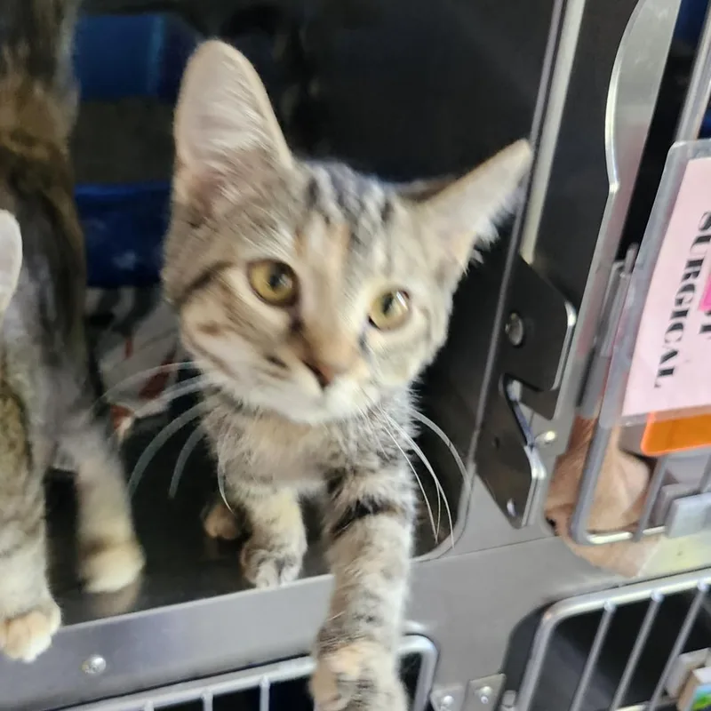 A baby small-sized female Brown / Chocolate Domestic Short Hair cat named August for adoption in Columbia Station, OH