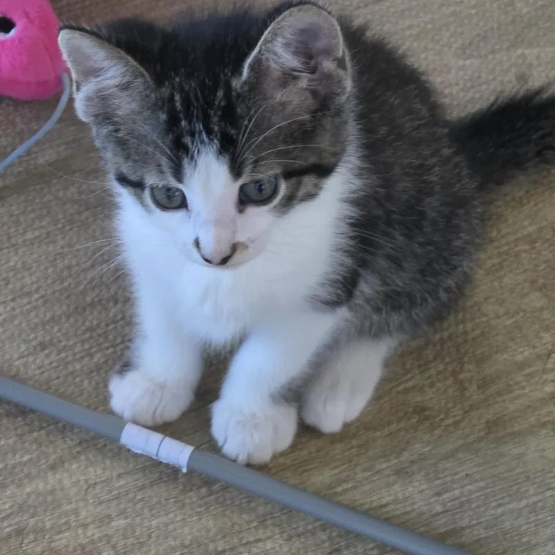 A baby small-sized female Gray / Blue / Silver Domestic Short Hair cat named Calipso for adoption in Wichita, KS