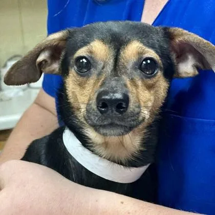 A young small-sized male Chihuahua dog named Turbo for adoption in Elk Grove Village, IL