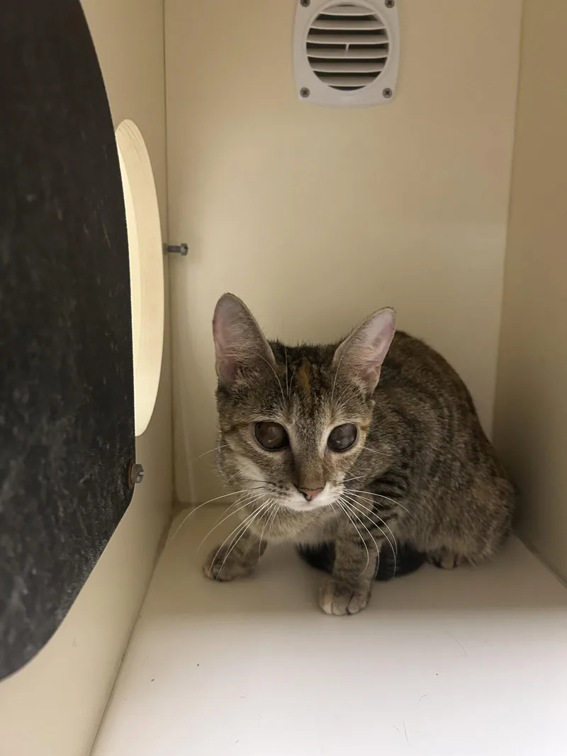 A young medium-sized female Domestic Short Hair cat named Minnie for adoption in Lancaster, PA