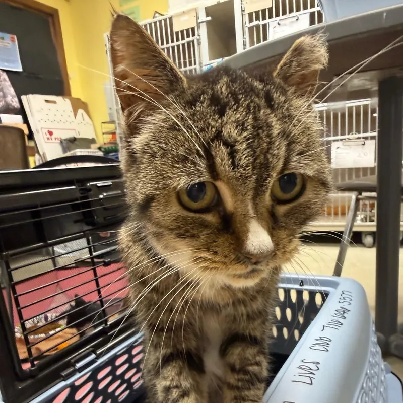 A senior medium-sized female Black Domestic Short Hair cat named Delanie for adoption in Hamburg, NY
