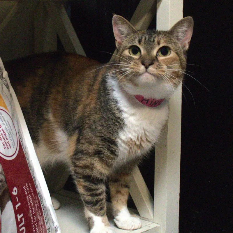 An adult medium-sized female Torbie Domestic Short Hair cat named Mini for adoption in Lakeland, FL