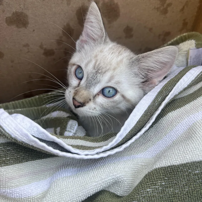 A baby small-sized male Domestic Short Hair cat named Cillian for adoption in Milwaukee, WI