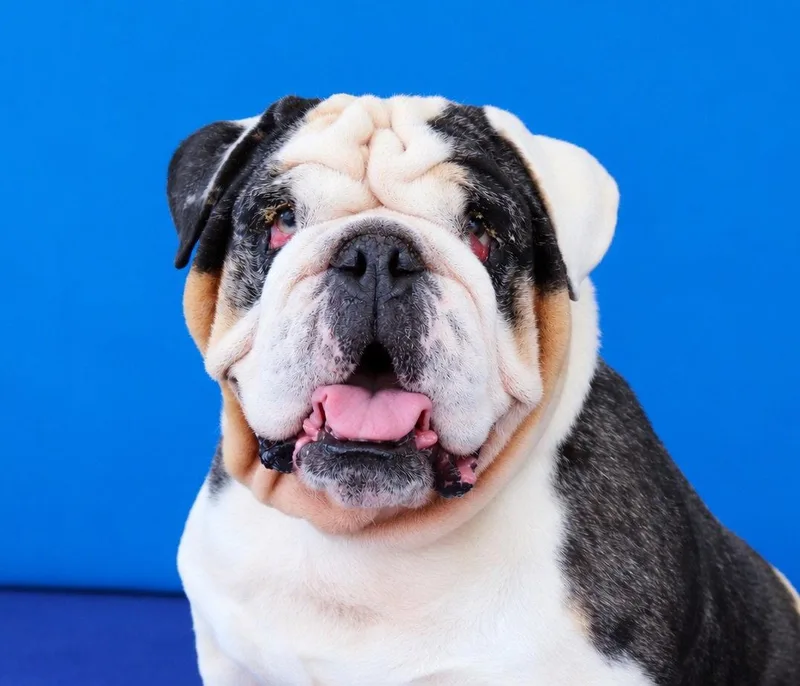 An adult large-sized male English Bulldog dog named Buzz for adoption in Pasadena, CA