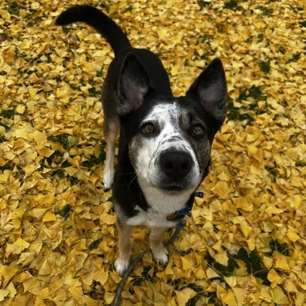 Freckles thumbnail 4