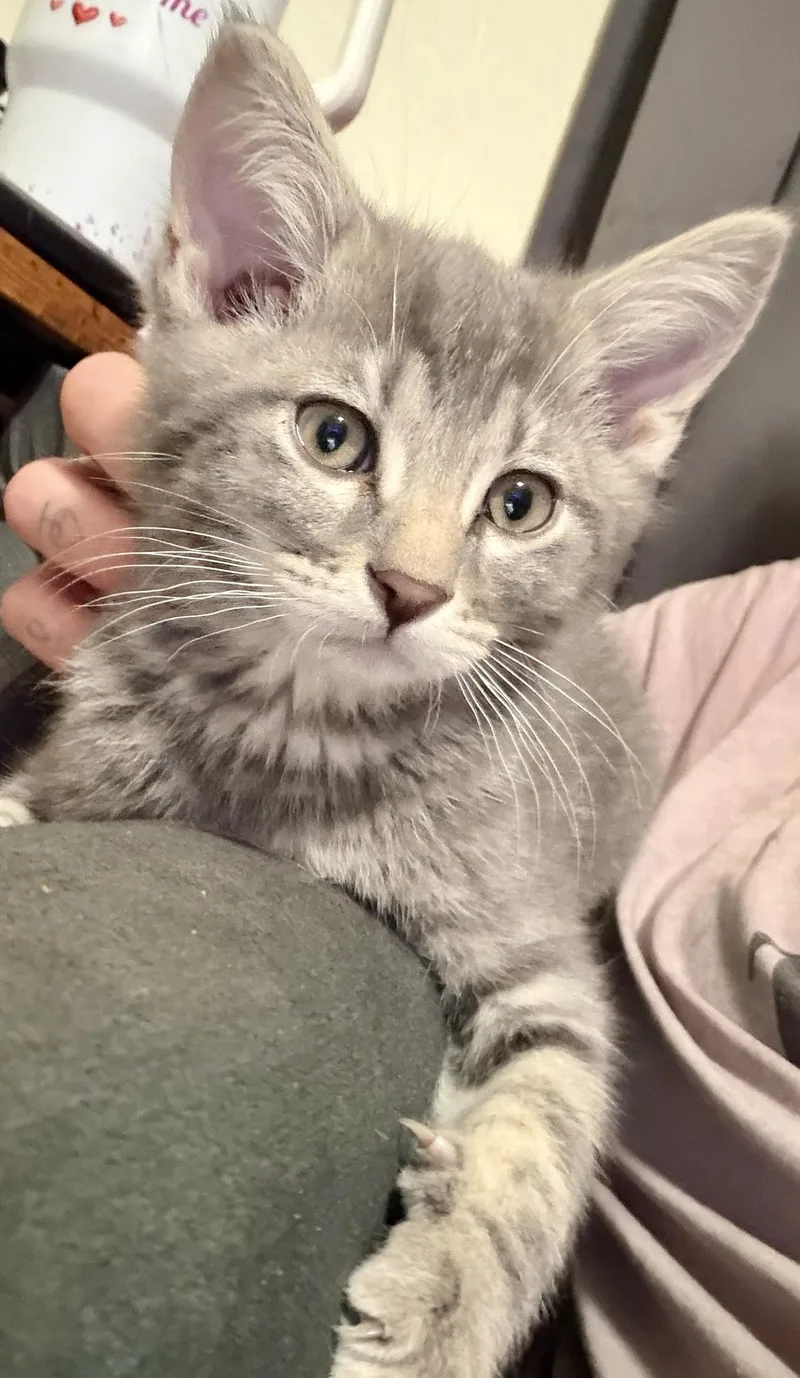 A baby medium-sized male Tabby (Gray / Blue / Silver) Domestic Short Hair cat named Bugs for adoption in Pocatello, ID