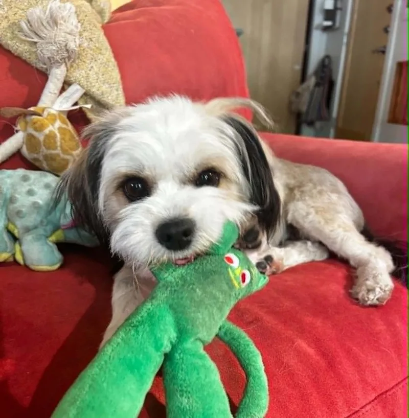 An adult small-sized female White / Cream Maltese dog named Marti for adoption in Boulder, CO