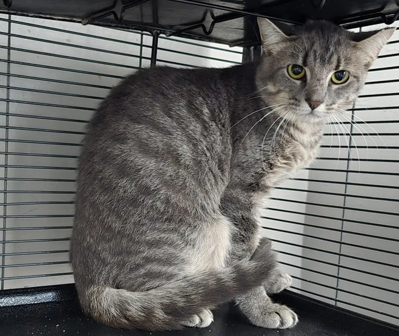 An adult large-sized male Domestic Short Hair cat named Tofu for adoption in Dickson, TN