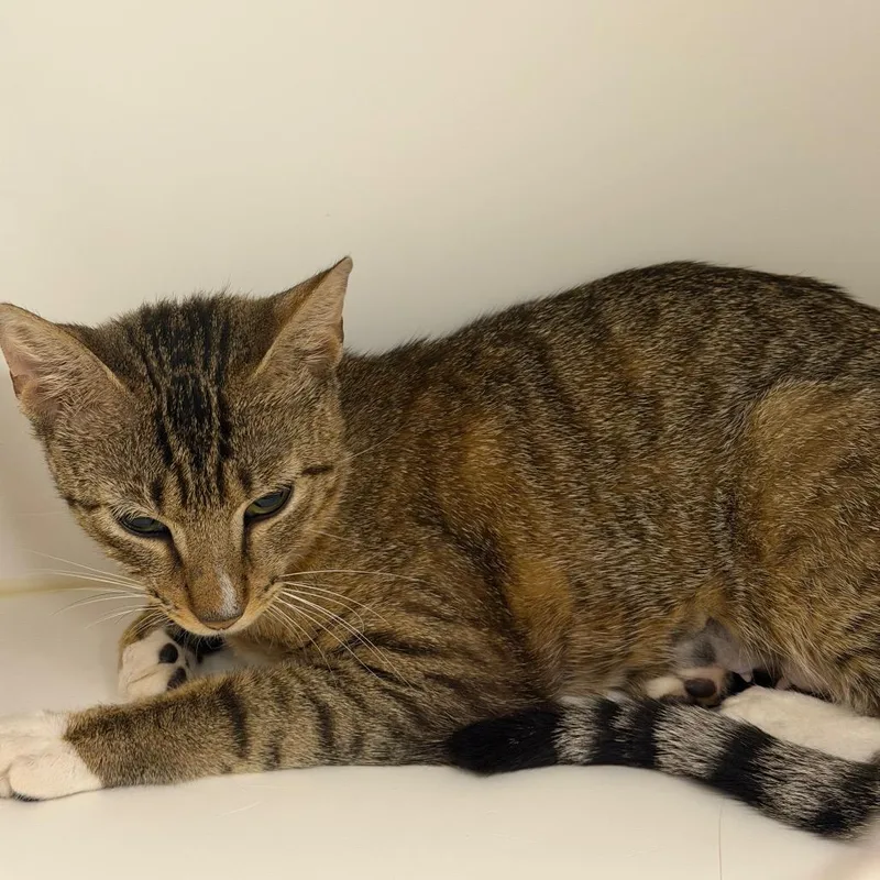 A young medium-sized female Brown / Chocolate Domestic Short Hair cat named Honey for adoption in West Palm Beach, FL