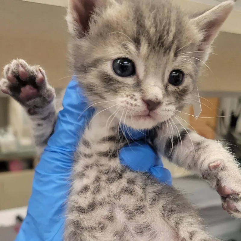 A baby small-sized female Gray / Blue / Silver Domestic Short Hair cat named Sydney for adoption in Westminster, CA