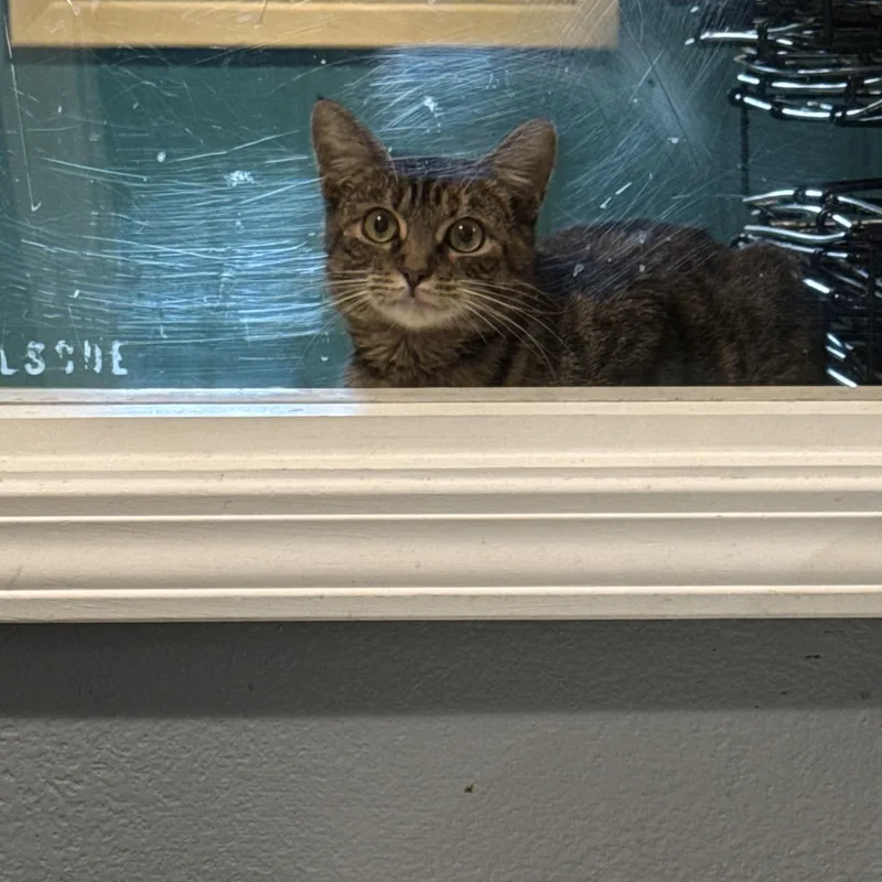 A young medium-sized female Domestic Short Hair cat named Tigress for adoption in Lemont, IL
