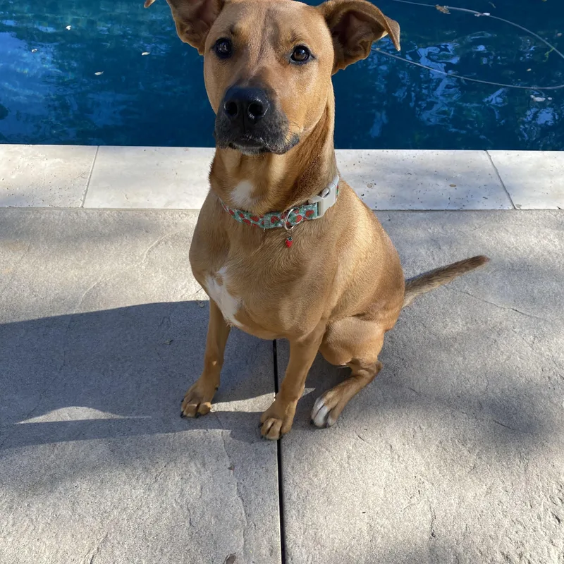 A young medium-sized female Yellow / Tan / Blond / Fawn Pit Bull Terrier dog named Miss Molly for adoption in Murrieta, CA