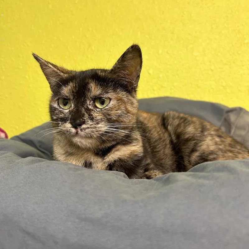 A young medium-sized female Tortoiseshell Domestic Short Hair cat named Purrcilla for adoption in Fresno, CA