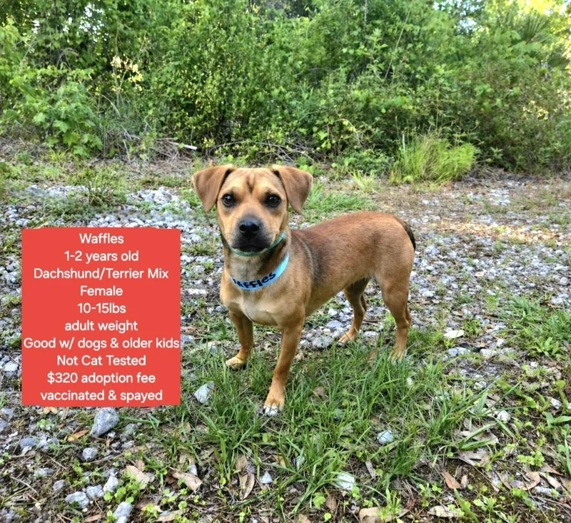 An adult small-sized female Dachshund dog named Waffles for adoption in Oviedo, FL