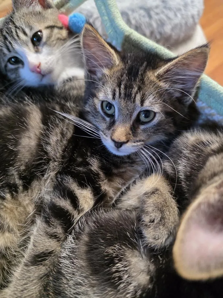A baby small-sized male Domestic Medium Hair cat named Castiel for adoption in Hudson, NH