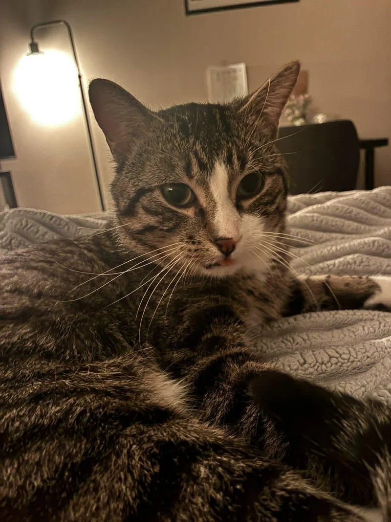 An adult medium-sized male Tabby (Brown / Chocolate) Domestic Short Hair cat named Charmer for adoption in Grand Forks, ND