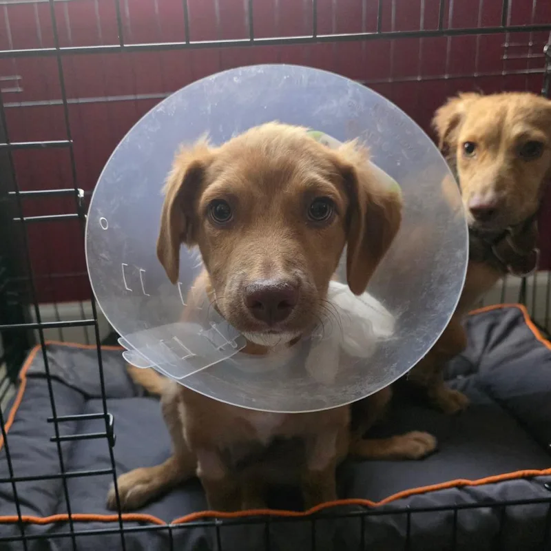 A baby small-sized male Apricot / Beige Havanese dog named Snickers for adoption in Chandler, AZ