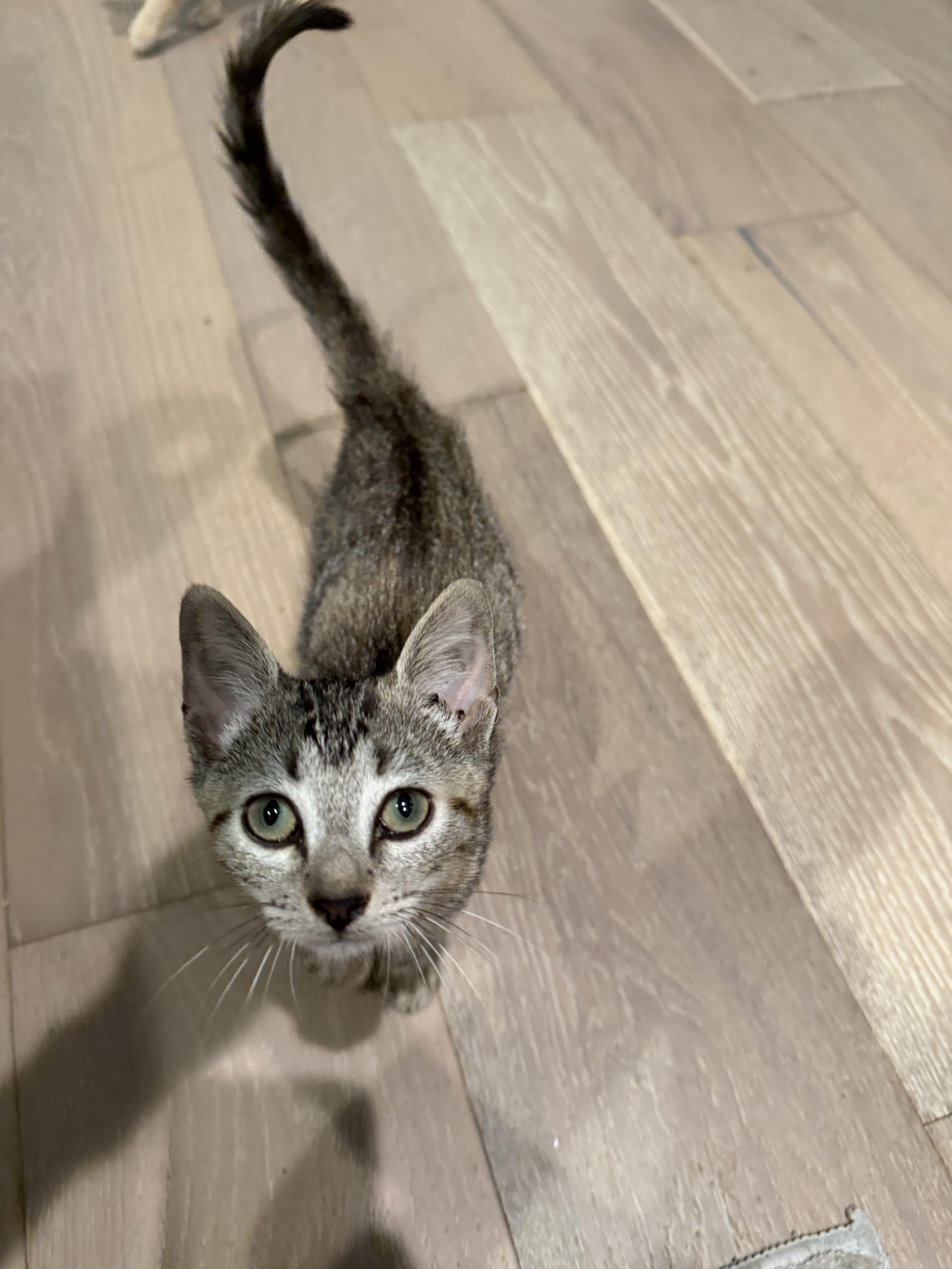 Elegant Etta thumbnail 2