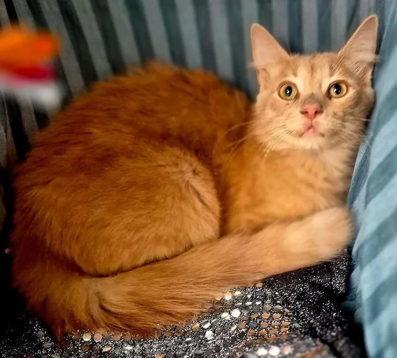 A young medium-sized male Tabby (Buff / Tan / Fawn) Domestic Long Hair cat named Ruger for adoption in Ocean Springs, MS
