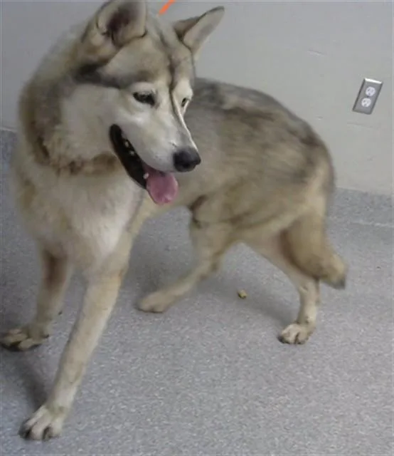 An adult large-sized male Siberian Husky dog named Lobo for adoption in Pasadena, TX