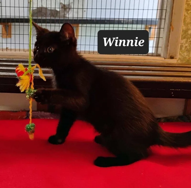 A baby small-sized female Domestic Short Hair cat named Winnie for adoption in Buffalo, MO