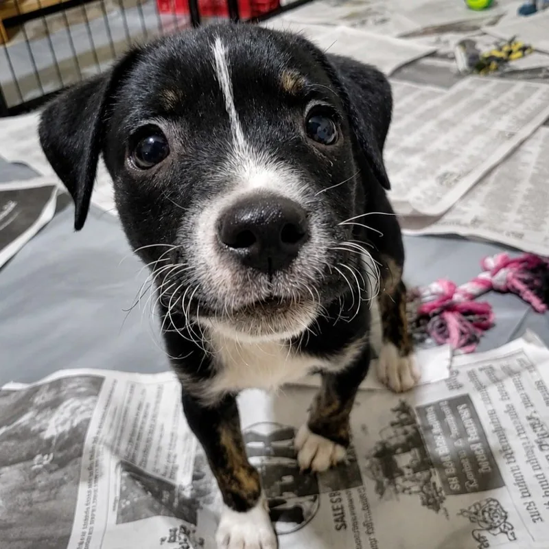 A baby medium-sized male Black Terrier dog named Maracana SH for adoption in Austin, TX