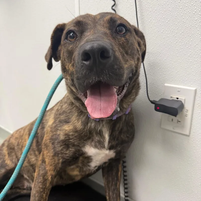 An adult medium-sized female Brown / Chocolate Pit Bull Terrier dog named Franny for adoption in Abilene, TX