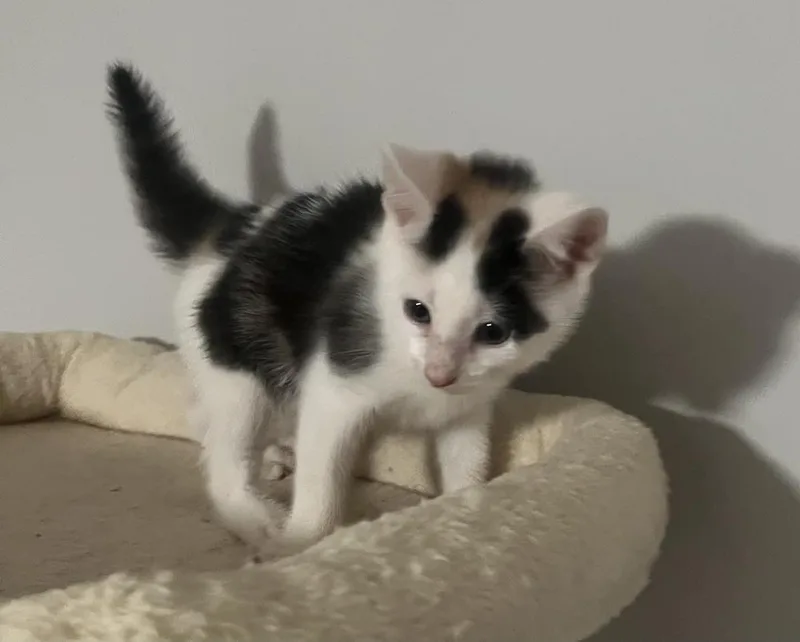 A baby small-sized female Black & White / Tuxedo Domestic Short Hair cat named Adelaide for adoption in Wilmington, NC