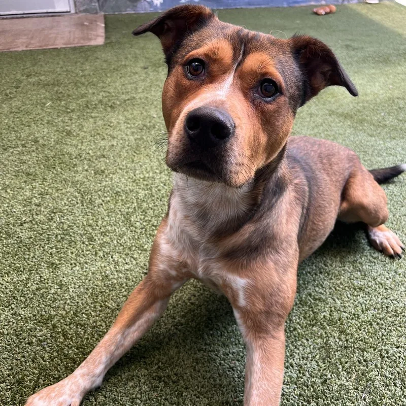 An adult medium-sized male Brown / Chocolate Mixed Breed dog named Max for adoption in Fairport, NY