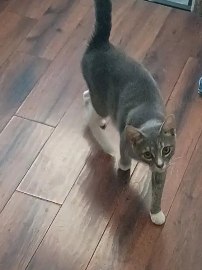 A young medium-sized female Domestic Short Hair cat named Tart Candy for adoption in Parkville, MD