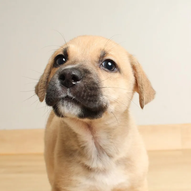 Wilbur D thumbnail 2