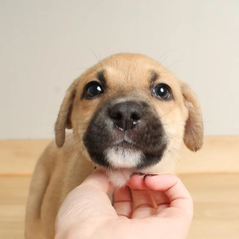 Wilbur D thumbnail 3