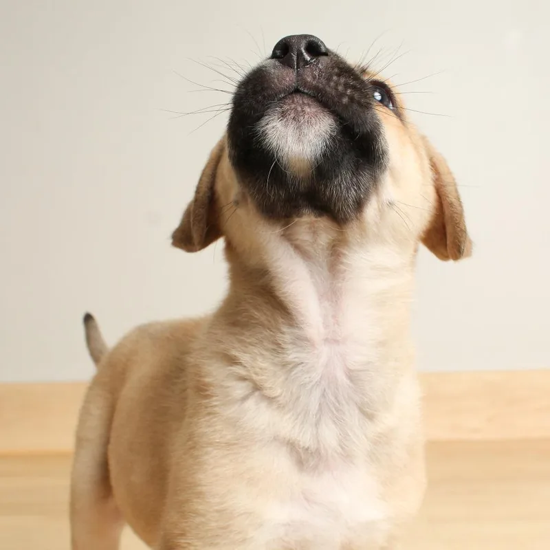 Wilbur D thumbnail 4