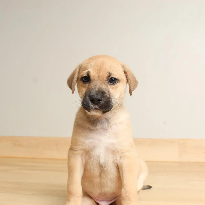 Wilbur D thumbnail 5