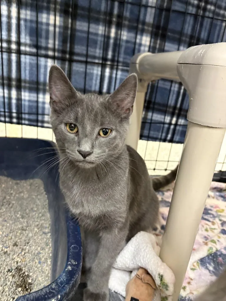 A young medium-sized male Russian Blue cat named Smoke for adoption in Black River Falls, WI