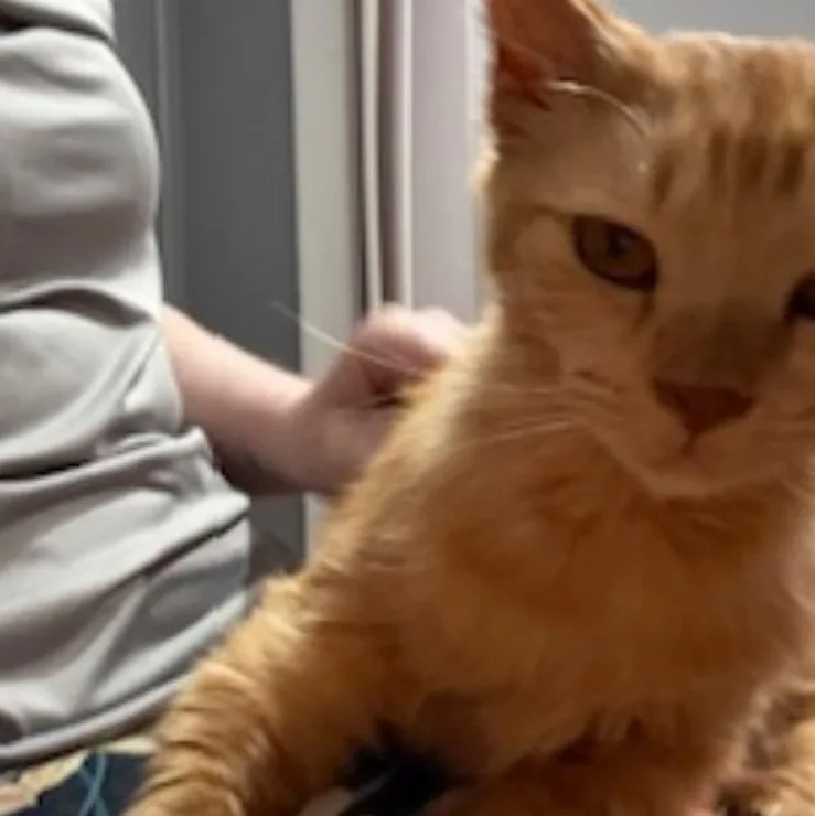 Honey Bun thumbnail 2